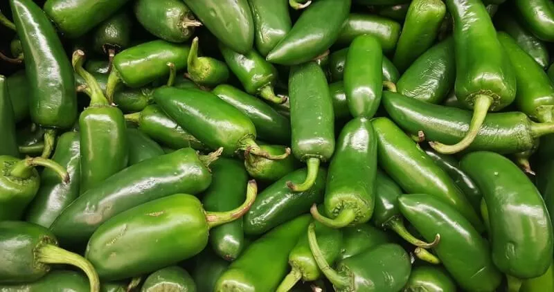 Zöld Jalapeno chili paprika