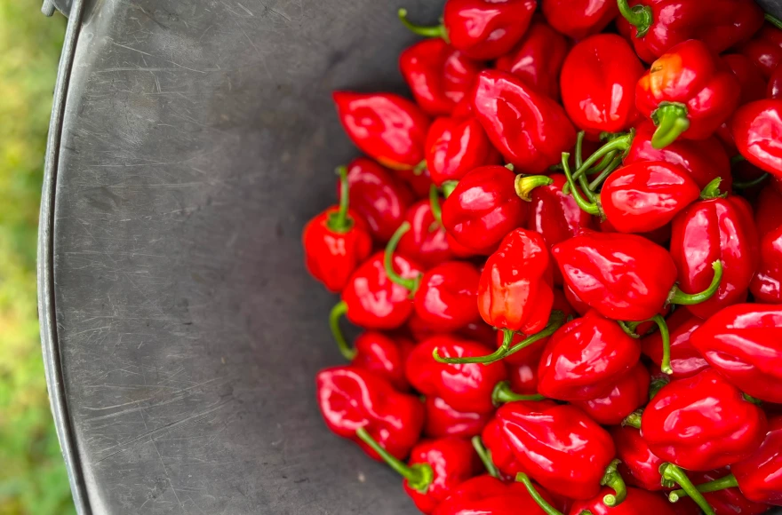 Red habanero chili paprika vödörben