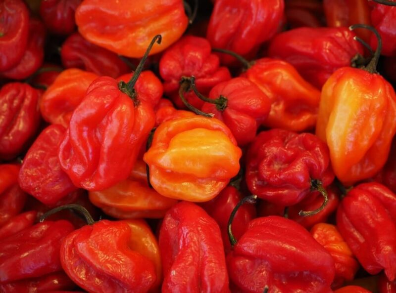 Red habanero chili paprika