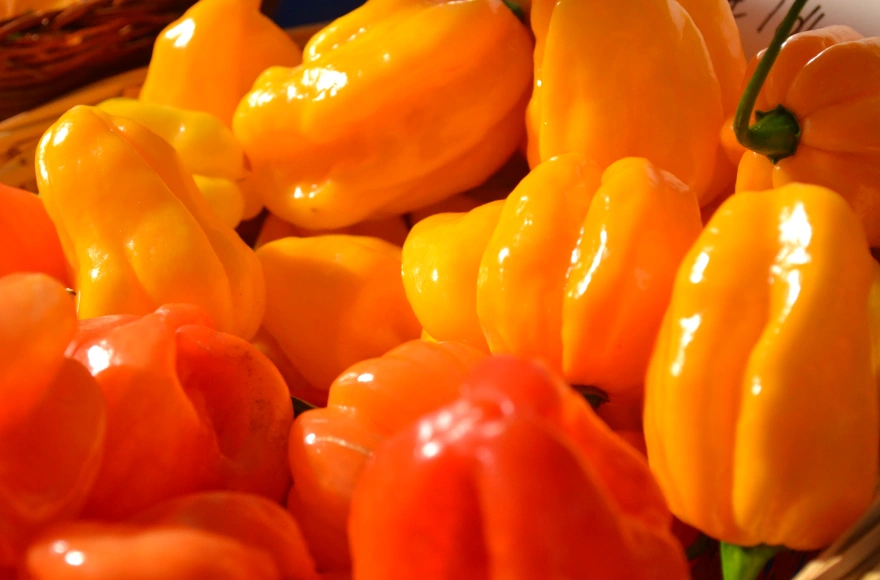Sárga Habanero chili paprikák kosárban