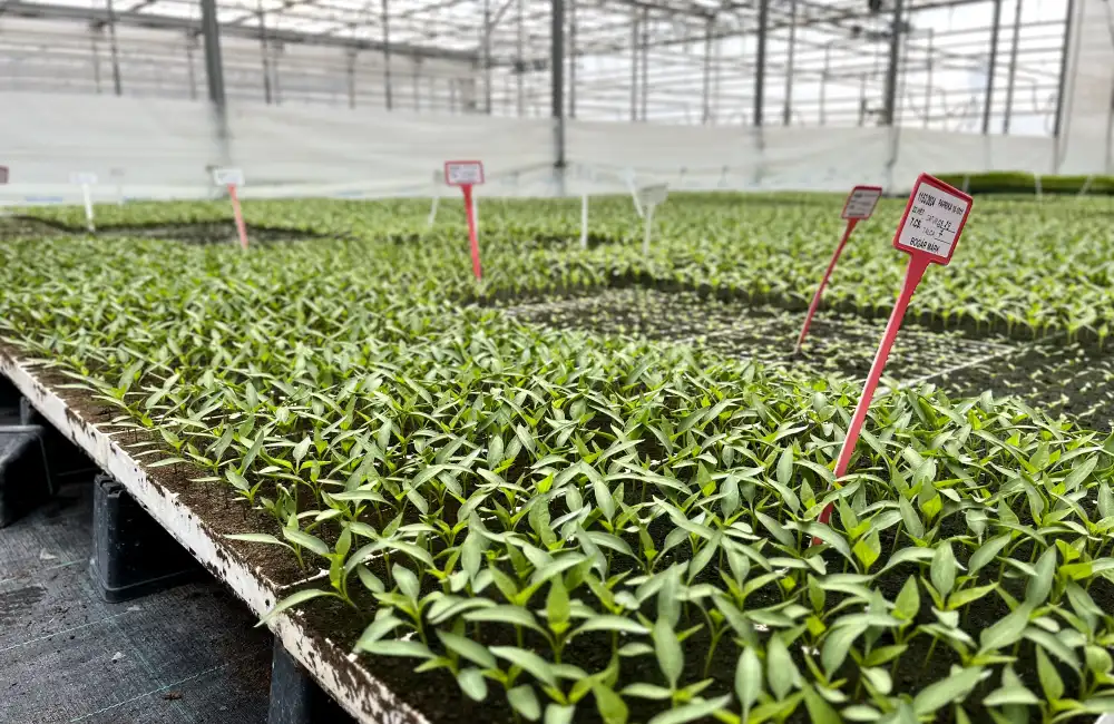 Paprika palánták a KITE nevelőfóliájában