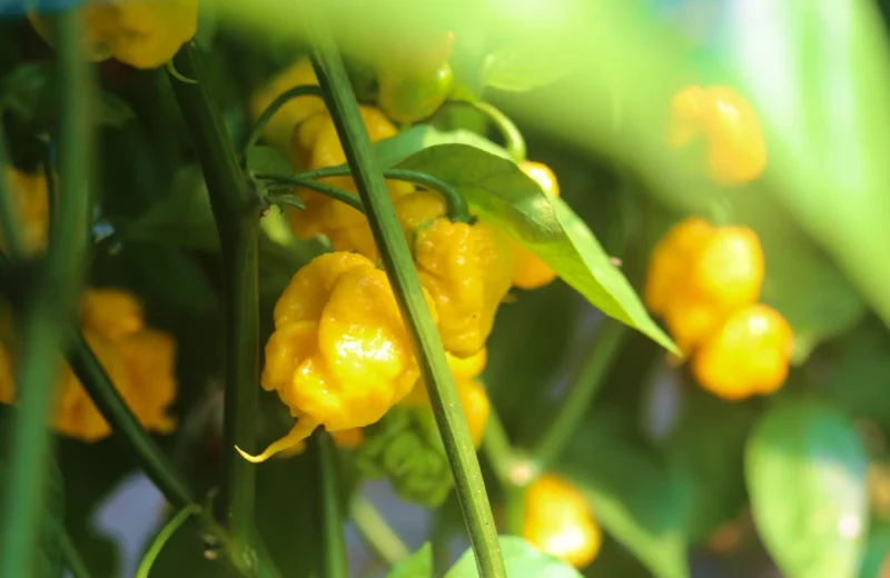 Érett sárga Carolina Reaper chili