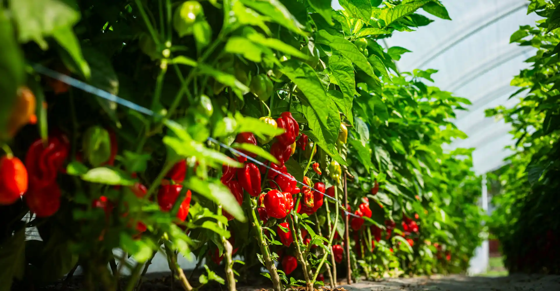 A chili termesztő büszkesége: Egészséges chili növények és termések