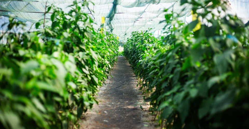 Út a Jalapeno chili növények között a fóliasátorban