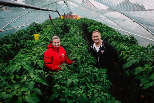 Chili termelők a chili növények között ősszel
